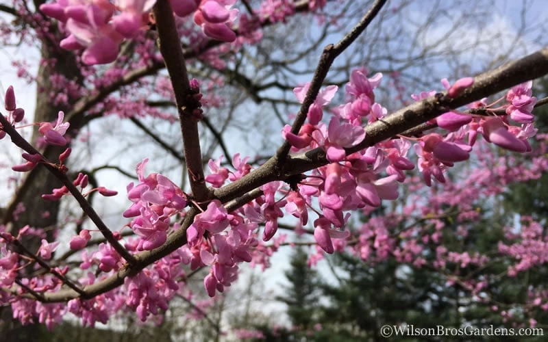 The Rising Sun Redbud Tree - 3 Gallon Pot - Image 5