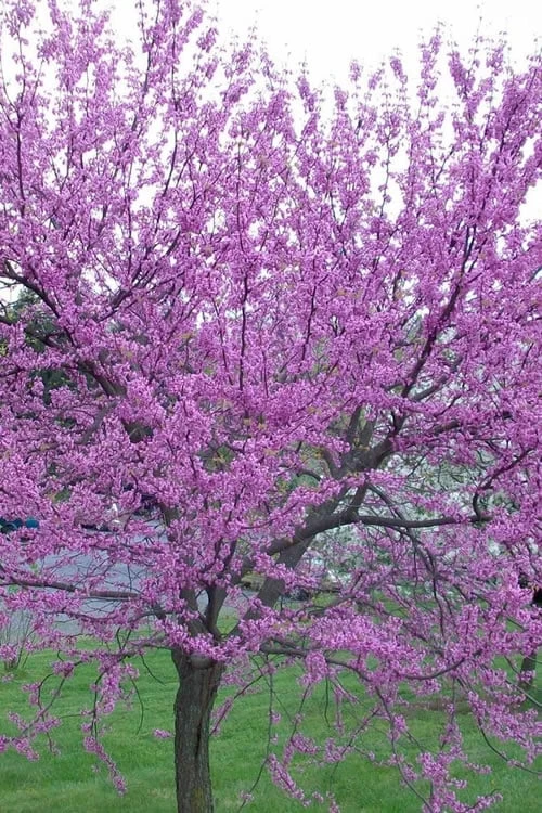 Flamethrower Redbud Tree - 3 Gallon Pot (3-4') - Image 6