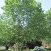 River Birch Tree (Betula Nigra) - 3 Gallon Pot (Multi Trunk)