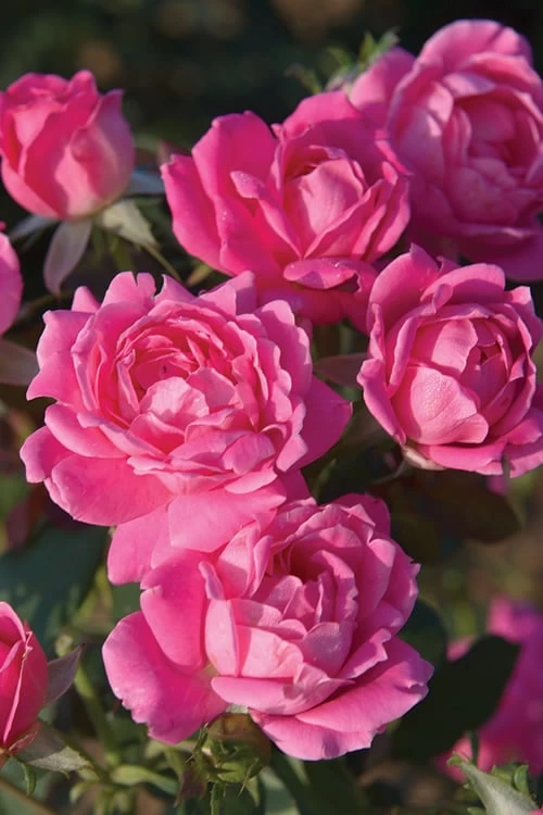 Pink Double Knock Out Rose - 3 Gallon Pot