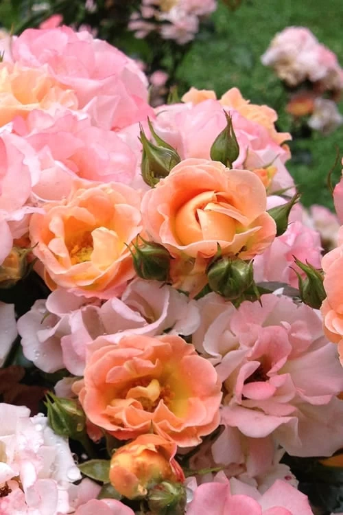 Peach Drift Groundcover Rose - 3 Gallon Pot - Image 5