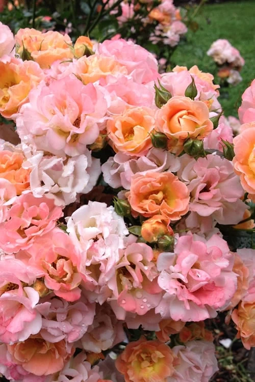 Peach Drift Groundcover Rose - 3 Gallon Pot