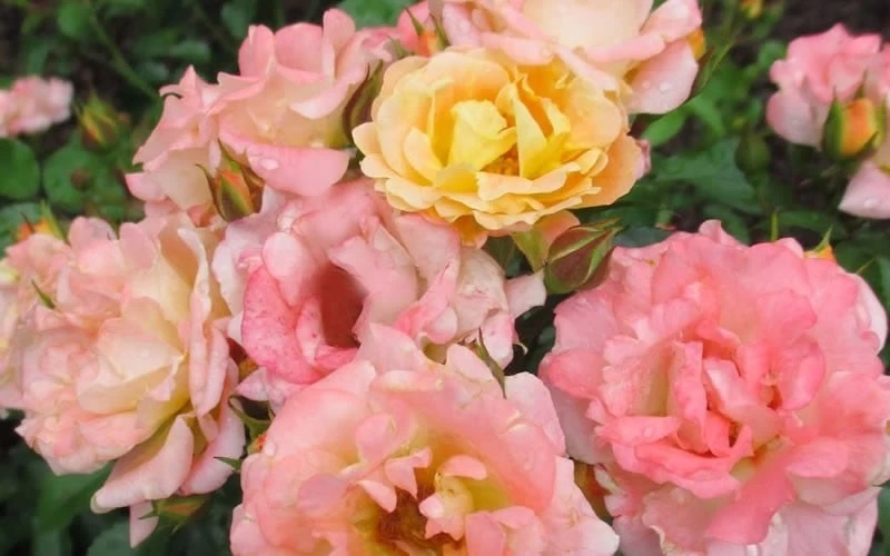 Peach Drift Groundcover Rose - 3 Gallon Pot - Image 4
