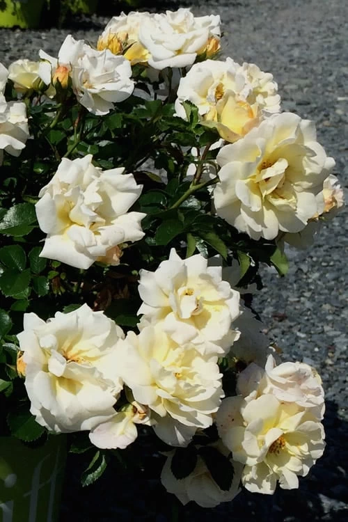 Popcorn Drift Groundcover Rose - 1 Gallon Pot - Image 6