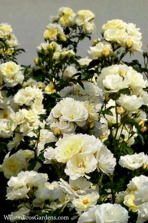 Popcorn Drift Groundcover Rose - 1 Gallon Pot - Image 4