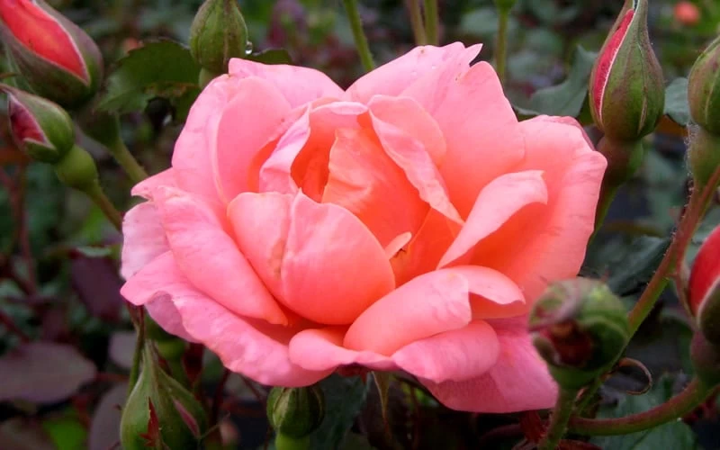 Coral Knock Out Rose - 2 Gallon Pot - Image 5