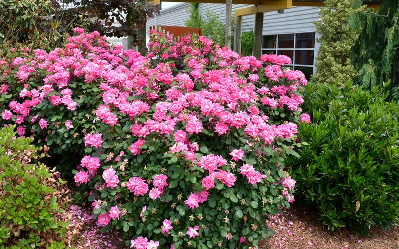 Pink Double Knock Out Rose - 3 Gallon Pot - Image 6