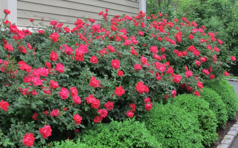 Original Red Knock Out Rose - 1 Gallon Pot - Image 4