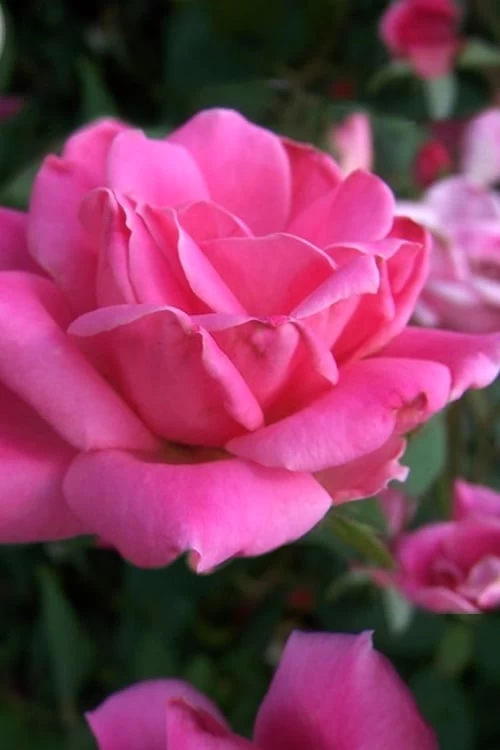 Pink Double Knock Out Rose - 3 Gallon Pot - Image 4