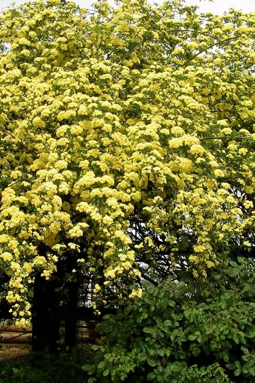 Lady Banks Yellow Rose - 3 Gallon Pot - Image 4