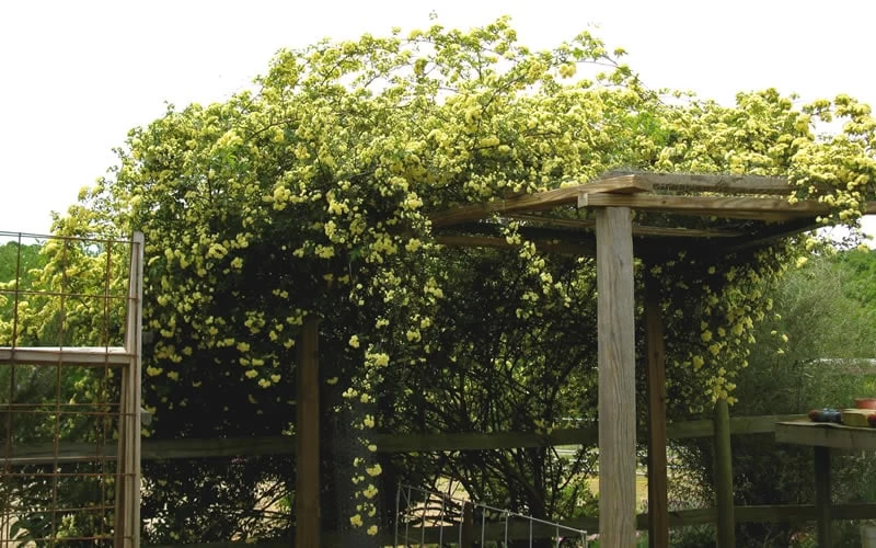 Lady Banks Yellow Rose - 3 Gallon Pot - Image 10