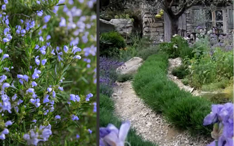 Chef's Choice Rosemary - Quart Pot - Image 5