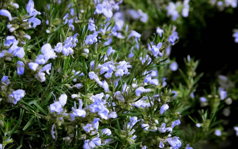 Chef's Choice Rosemary - Quart Pot - Image 4