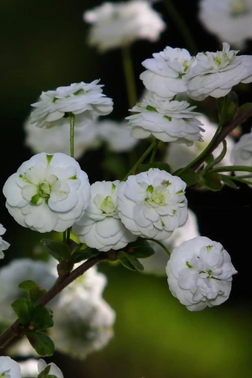 Plena Double Bridal Wreath Spirea (Spirea Prunifolia) - 3 Gallon Pot - Image 7