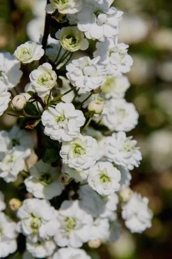 Plena Double Bridal Wreath Spirea (Spirea Prunifolia) - 1 Gallon Pot