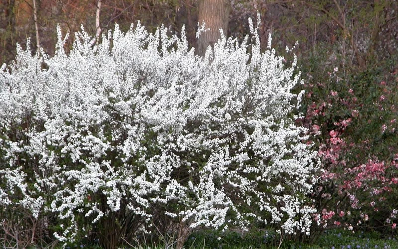 Plena Double Bridal Wreath Spirea (Spirea Prunifolia) - 3 Gallon Pot - Image 8