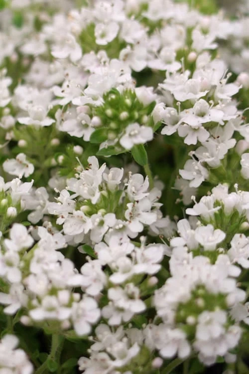 White Creeping Thyme (Thymus Praecox 'Albiflorus') - 6 Pack Of Pint Pots - Image 4
