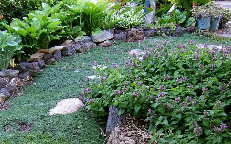 Elfin Creeping Thyme (Thymus Serpyllum 'Elfin') - 5 Pack Of Quart Pots - Image 4