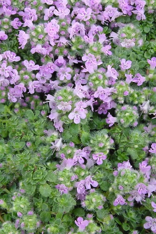 Elfin Creeping Thyme (Thymus Serpyllum 'Elfin') - 5 Pack Of Pint Pots - Image 6