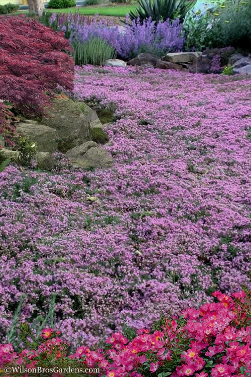 Pink Chintz Thyme - Thymus Serpyllum - 10 Pack Of Quart Pots - Image 4