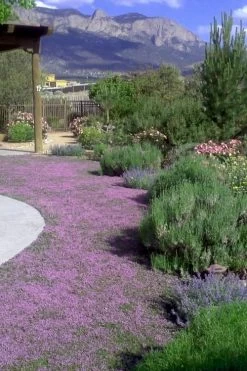 Pink Chintz Thyme - Thymus Serpyllum - 5 Pack Of Quart Pots