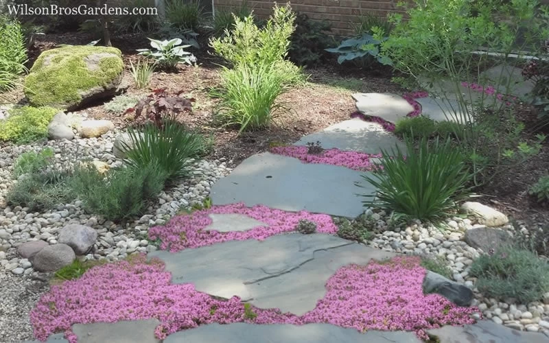 Pink Chintz Thyme - Thymus Serpyllum - 10 Pack Of Quart Pots - Image 5