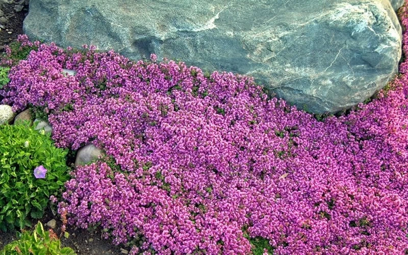 Red Creeping Thyme (Thymus Praecox 'Coccineus') - 5 Pack Of Quart Pots - Image 5