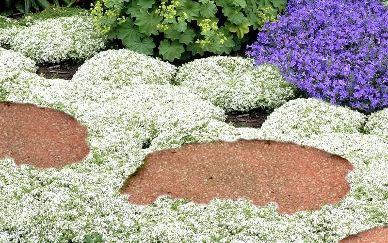 White Creeping Thyme (Thymus Praecox 'Albiflorus') - 6 Pack Of Pint Pots - Image 5