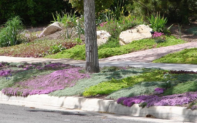 Woolly Creeping Thyme (Thymus Lanuginosis) - 10 Pack Of Pint Pots - Image 9