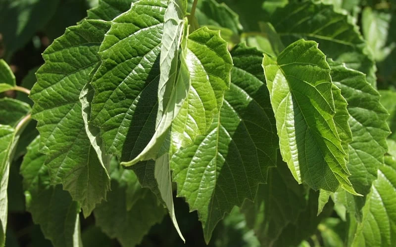 Chicago Luster Arrowwood Viburnum - 1 Gallon Pot - Image 6