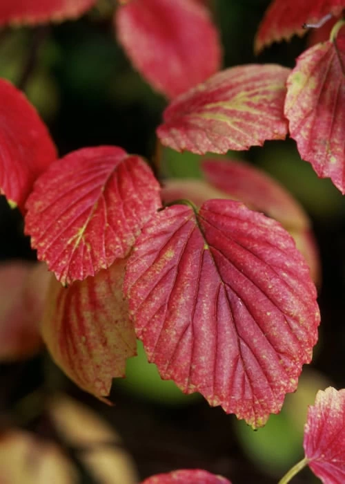 Chicago Luster Arrowwood Viburnum - 1 Gallon Pot - Image 7
