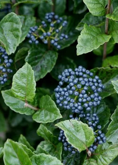 Chicago Luster Arrowwood Viburnum - 1 Gallon Pot