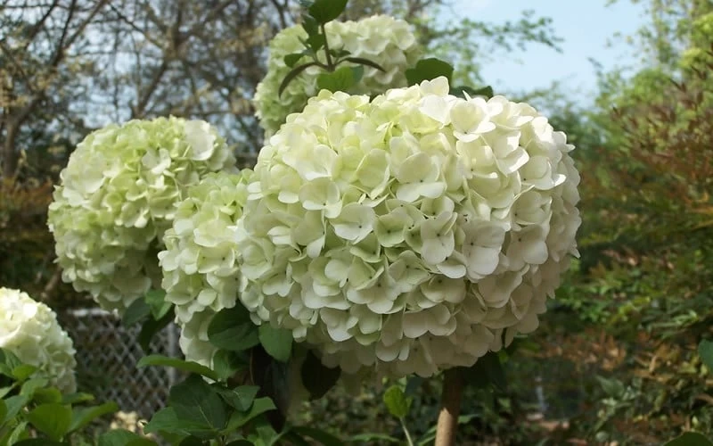Chinese Snowball Viburnum Bush - 6 Pack Of 1 Gallon Pots - Image 5