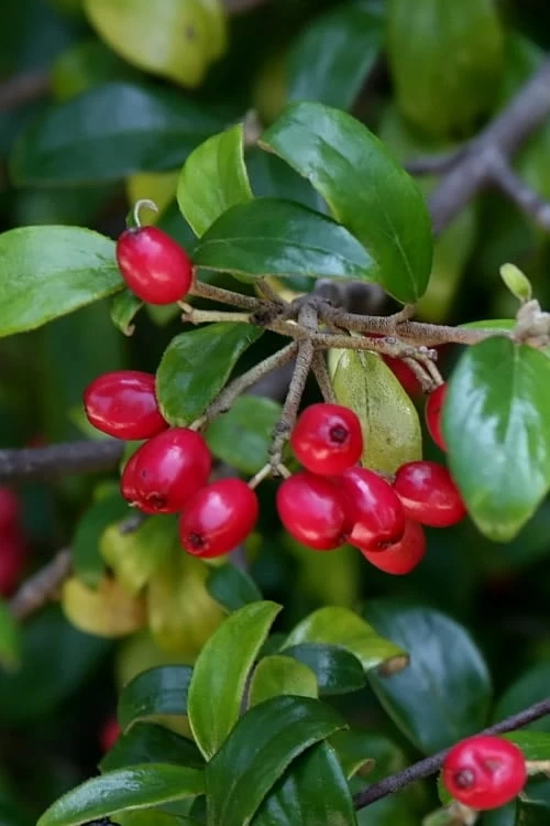 Dwarf Evergreen Snowball Viburnum 'Conoy' - 3 Gallon Pot - Image 7