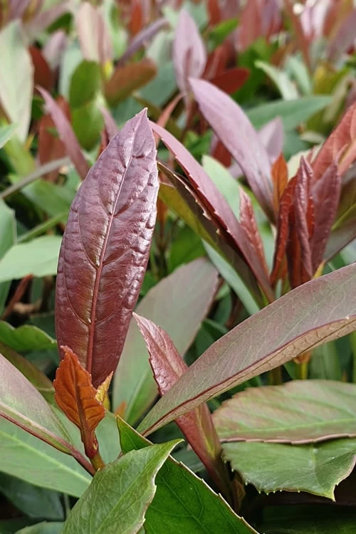 Coppertop Sweet Viburnum - (Single Trunk Topiary Tree) - 5 Gallon Pot - Image 4