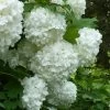 European Snowball Viburnum Bush - 3 Gallon Pot