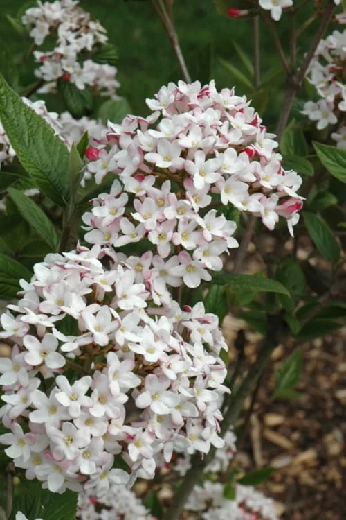 Fragrant Mohawk Viburnum Burkwoodi - 6 Pack Of 1 Gallon Pots - Image 7