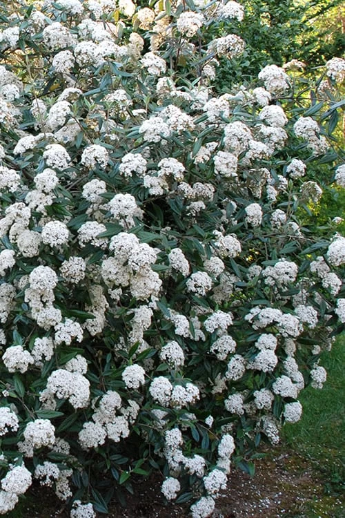 Fragrant Mohawk Viburnum Burkwoodi - 6 Pack Of 1 Gallon Pots - Image 5