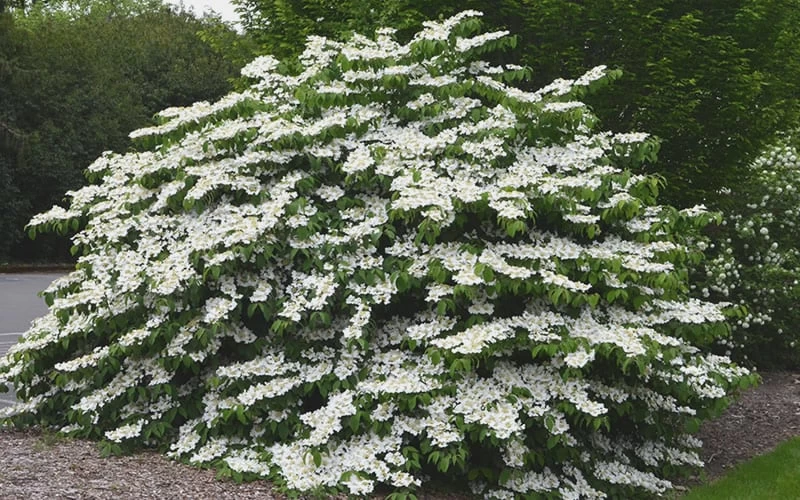 Shasta Doublefile Viburnum - 1 Gallon Pot - Image 4