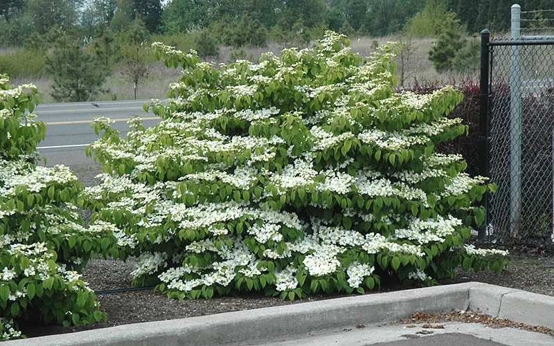 Shasta Doublefile Viburnum - 1 Gallon Pot - Image 5