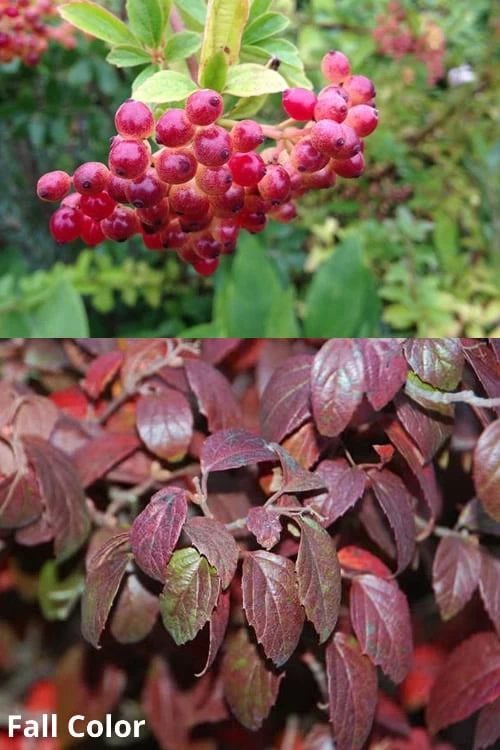Snow Joey Viburnum - 3 Gallon Pot - Image 5