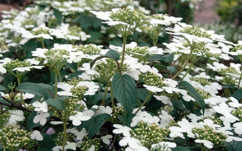 Summer Snowflake Viburnum - 6 Pack Of 1 Gallon Pots - Image 7