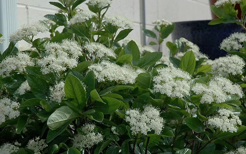 Winterthur Viburnum - 3 Gallon Pot - Image 4