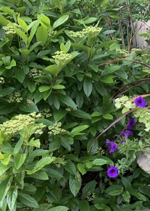 Winterthur Viburnum - 3 Gallon Pot - Image 7