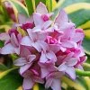 Marianni Variegated Pink Winter Daphne - 1 Gallon Pot