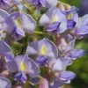 Blue Moon Wisteria Vine - 3 Gallon Pot