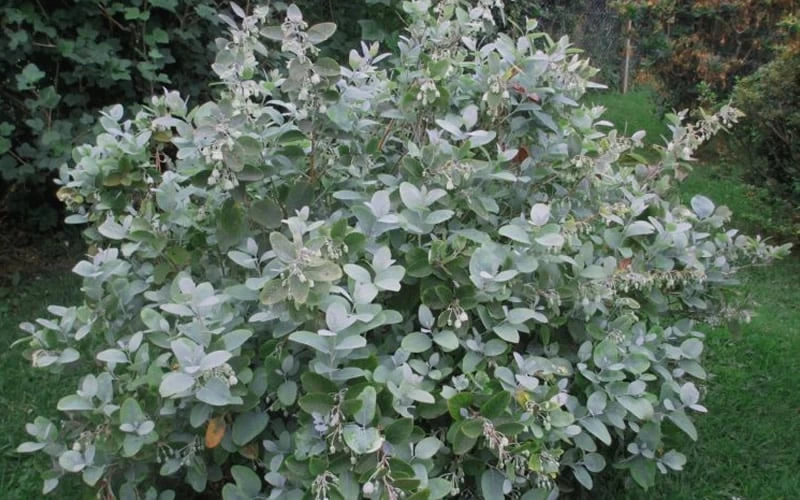 Woodlanders Blue Dusty Zenobia (Honeycup) - 3 Gallon Pot - Image 8