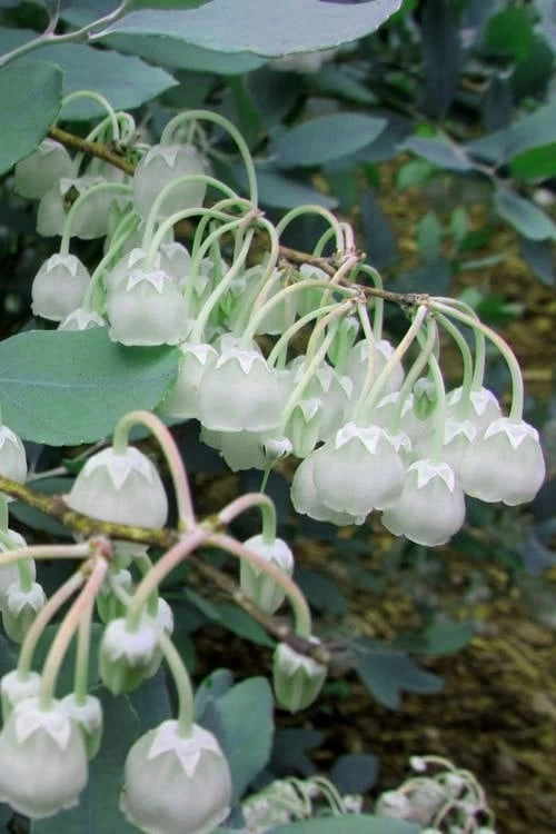 Woodlanders Blue Dusty Zenobia (Honeycup) - 3 Gallon Pot - Image 7