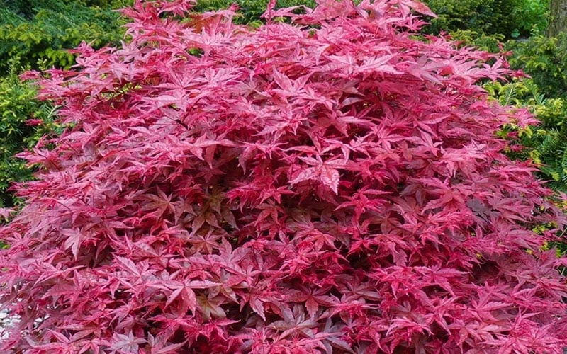 'Beni Maiko' Red Dancing Girl Japanese Maple - 2 Gallon Pot - Image 5