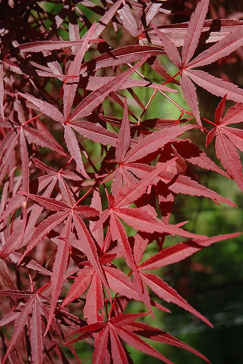 Red Bamboo Japanese Maple (Acer Palmatum 'Beni Otake') - 3 Gallon Pot - Image 6